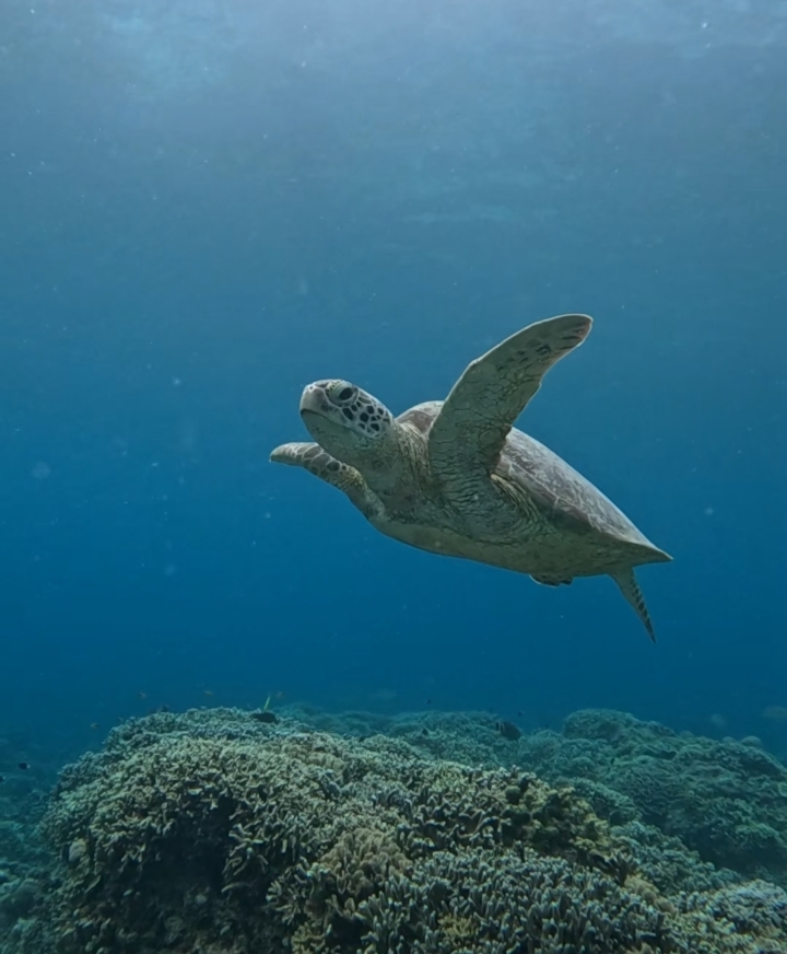 Terumbu karang indah di Gili Lombok