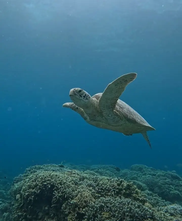Snorkeling di 3 Gili Lombok Utara: Surga Bawah Laut yang Wajib Kamu Jelajahi